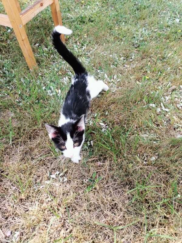 Kotek do adopcji