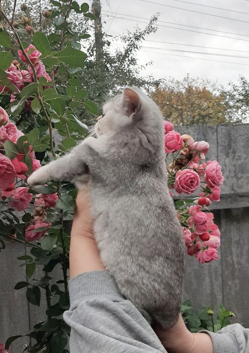 Британские шиншиллы, котик и кошечка.