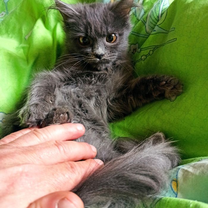 Отдам котёнка в добрые руки