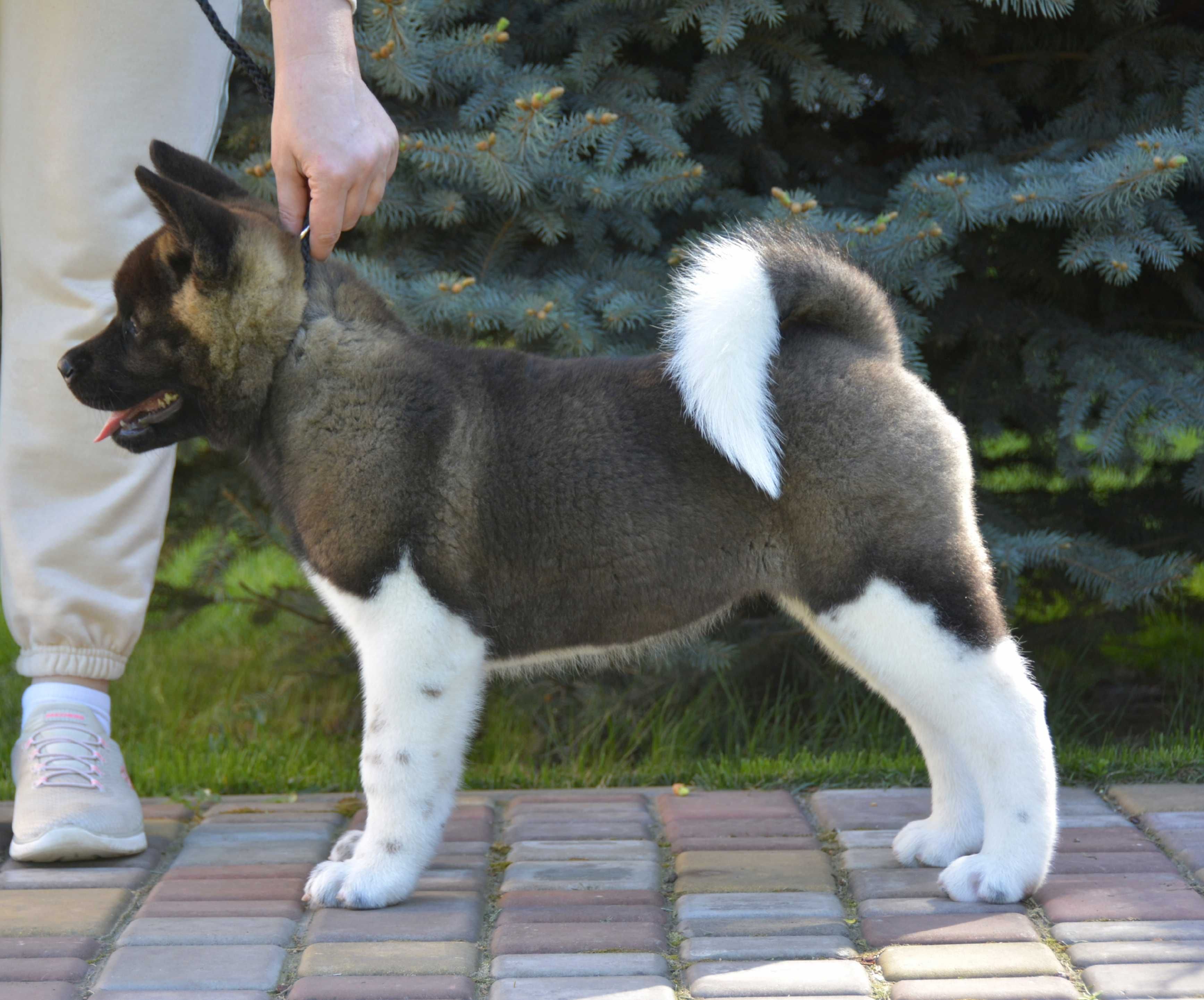 Quince American Akita