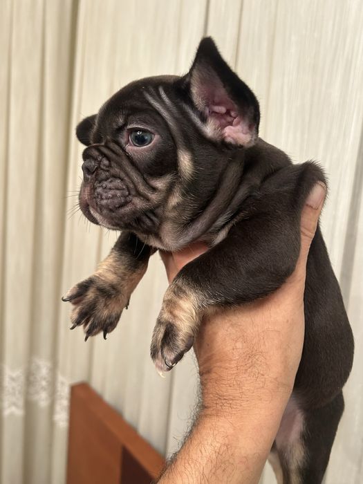 Bulldog frances Menina