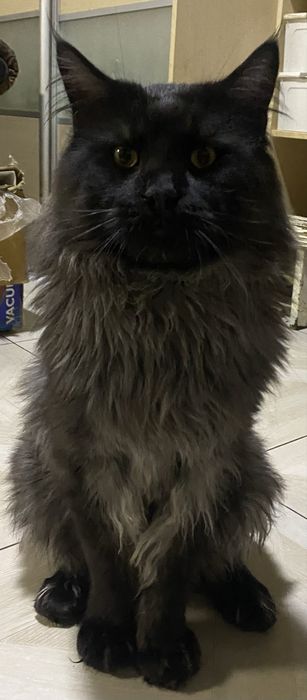 Котик Мейн Кун брутальный красавчик