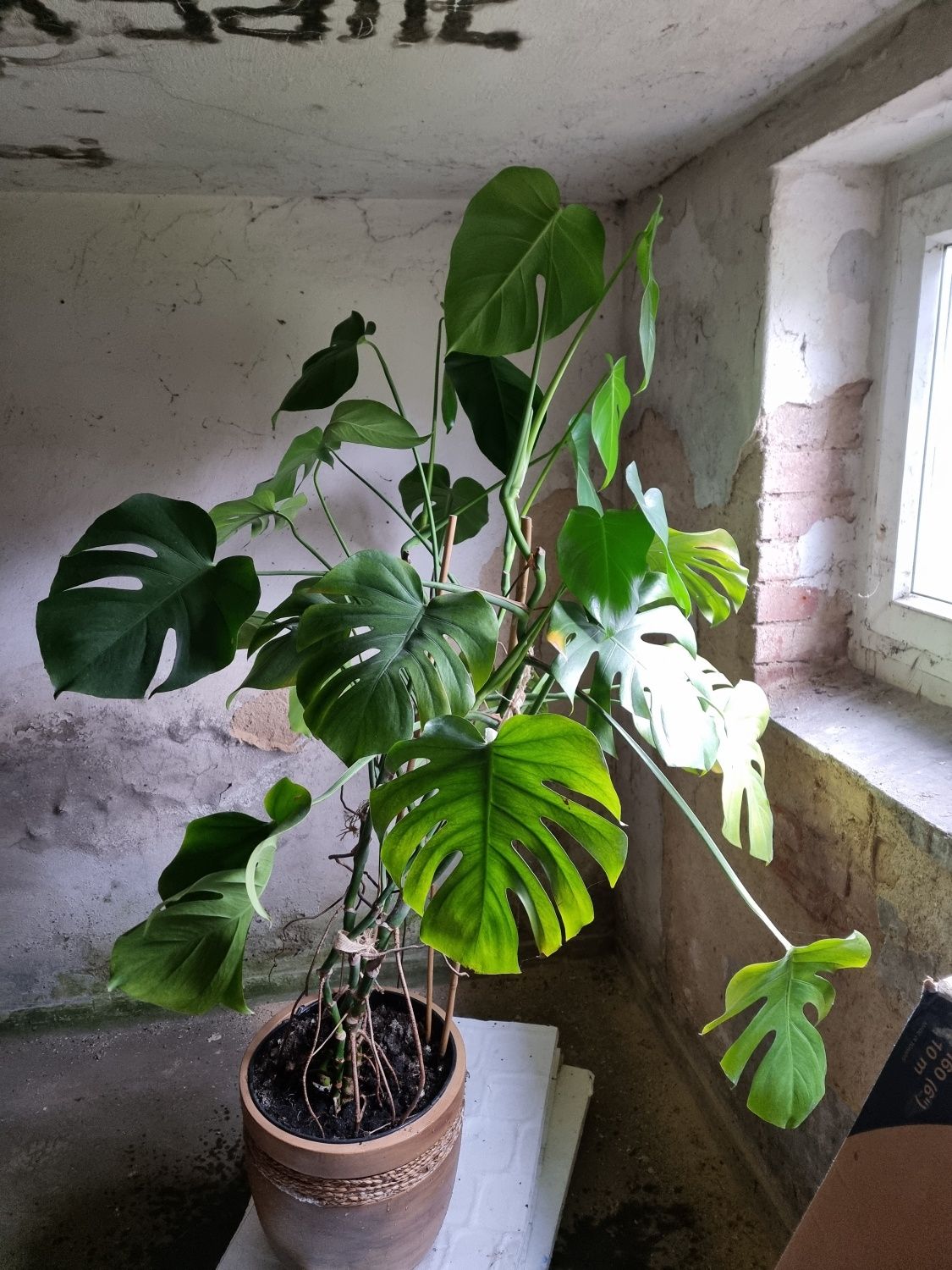 Monstera, bardzo duży okaz 2m