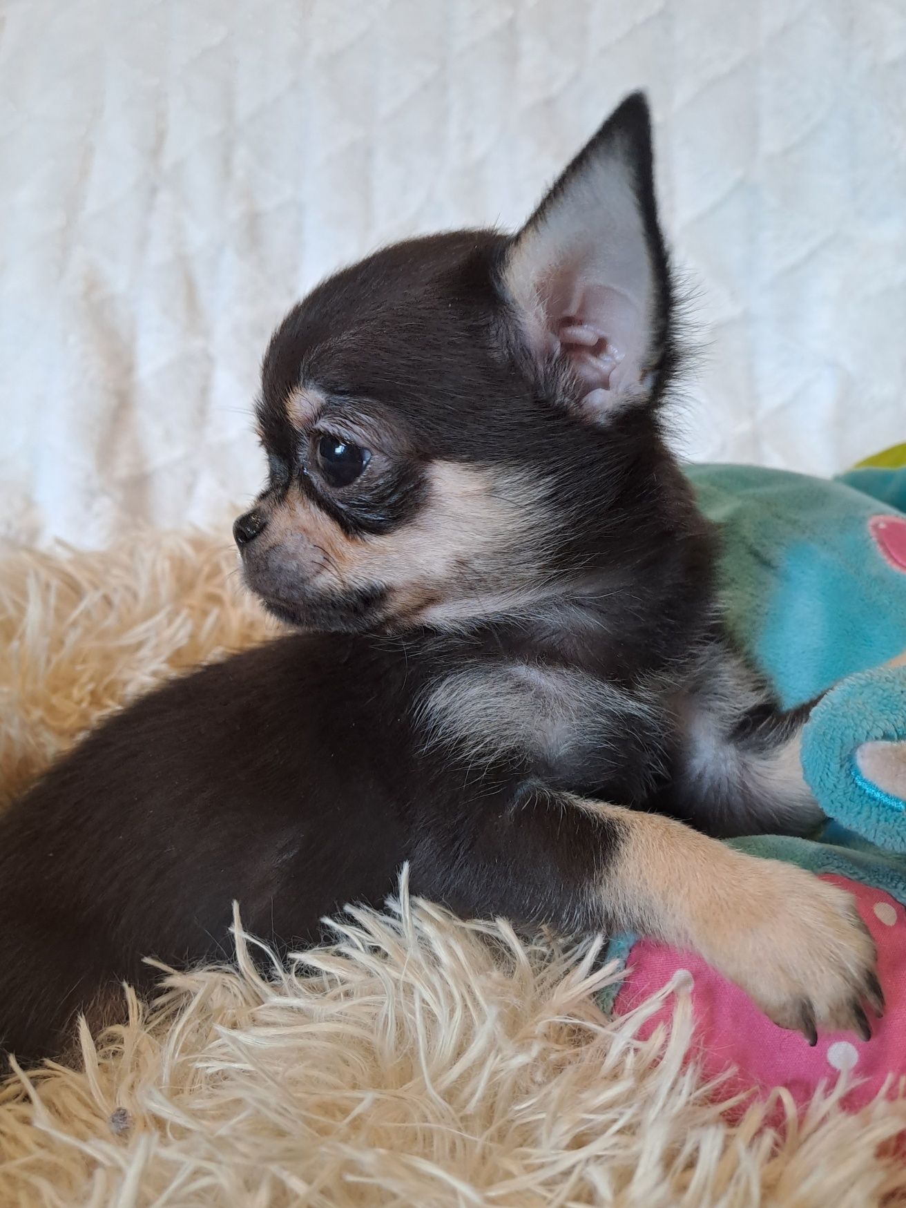 ** SPAYKUŚ**chihuahua xxs black gotowy do odbioru