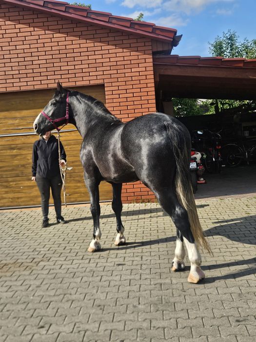 Ogier rasy śląskiej LORD GA