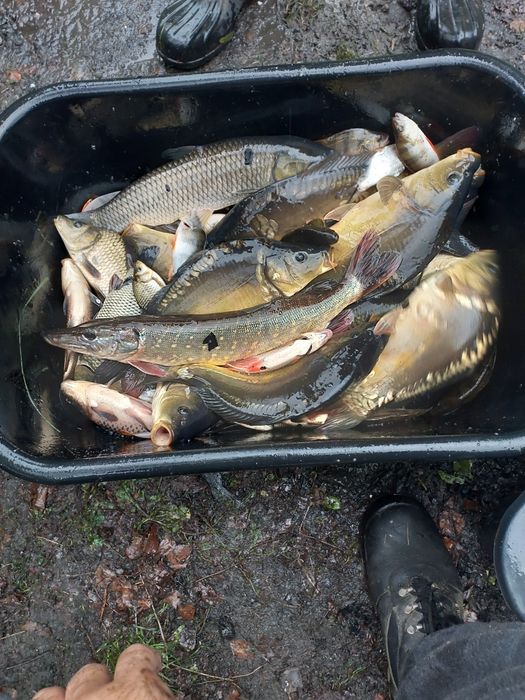 Ryby karp królewski golas kroczek amur sum szczupak karaś okoń płoć