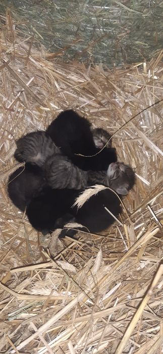 oddam za darmo kotki