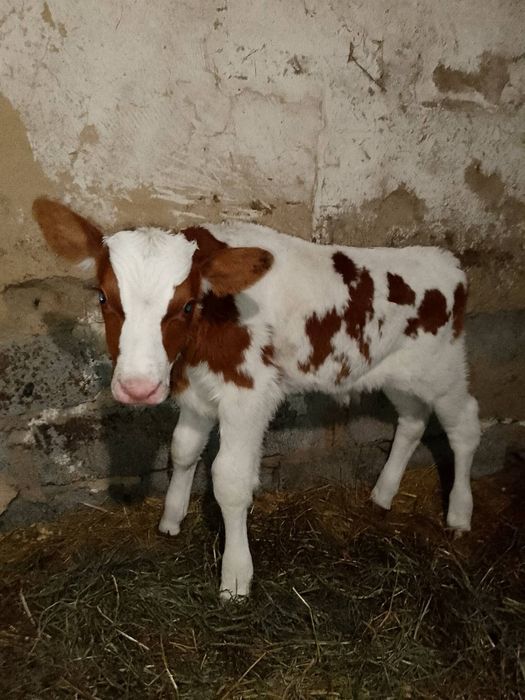 Продам бичка с. Грушів