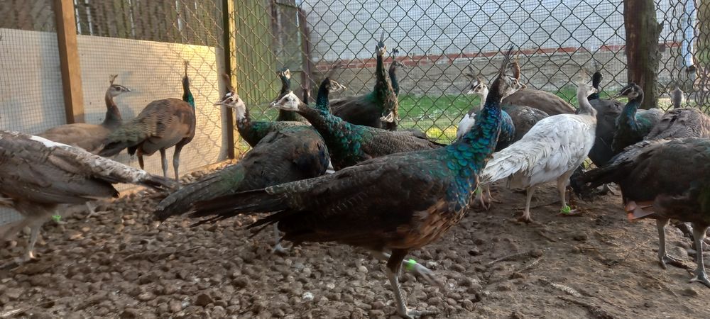 Paw pawie szmaragdowe 2025r