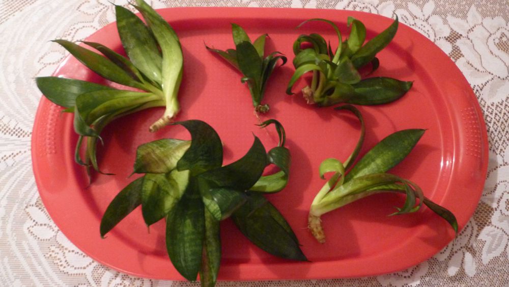 Sansewieria Hahnii, kwiaty doniczkowe