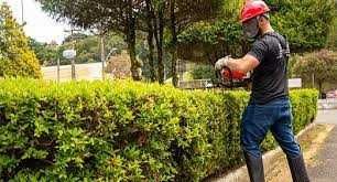 Jardinagem com valor justo e preço acessível em Montijo e Margem Sul