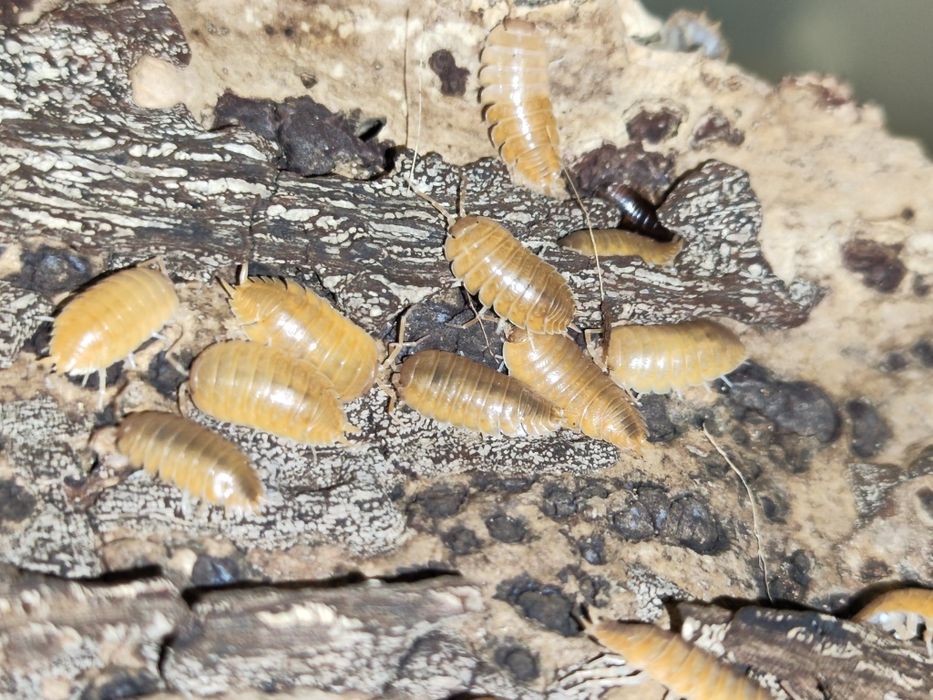 Ekipa sprzątająca porcellio laevis plus skoczogonki