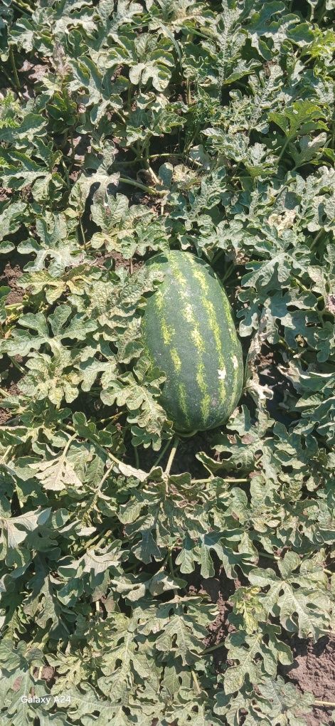 Продаж кавуна оптом