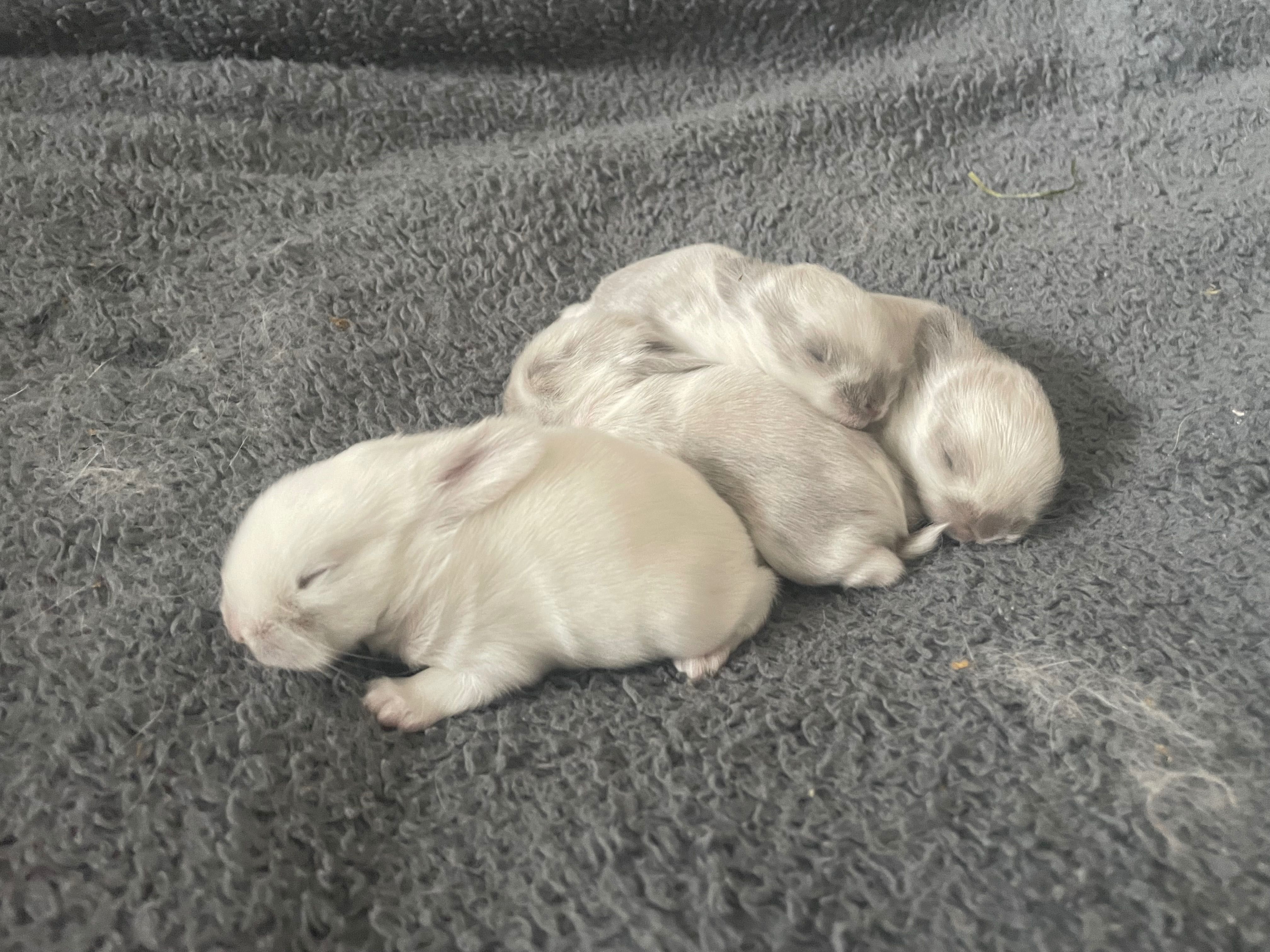 Króliczki Mini Lop-hodowla zarejestrowana KZHK