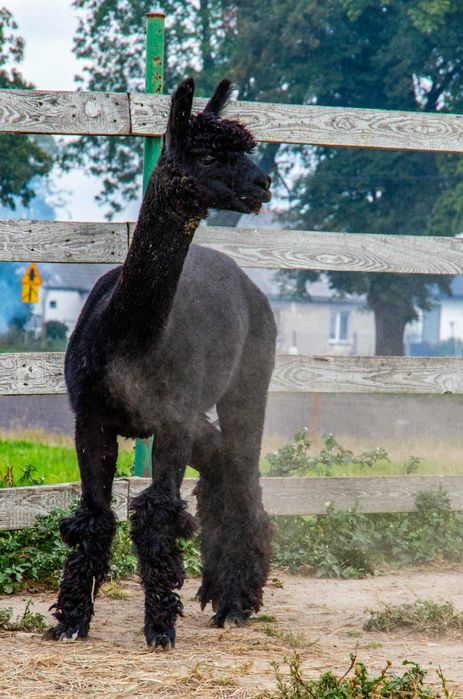 Alpaka samiec młody - czarny