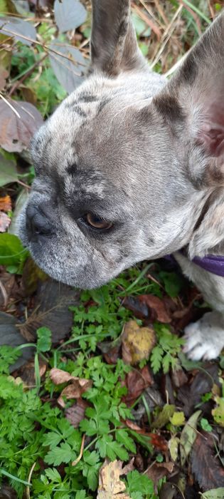 Француский бульдог вязка