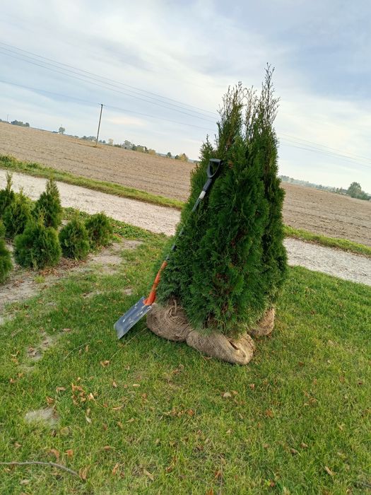 Tuja / thuja szmaragd. Tanio