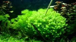 GB IN-VITRO Micranthemum umbrosum (Walter) roślina akwariowa
