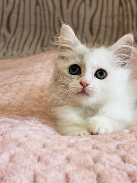 Munchkin kotka ,krótkie łapki ! UNIKAT .WCF Lilly Tiny*PL