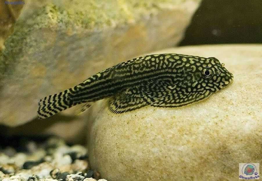 Cudaczek siatkowany - Sevellia lineolata