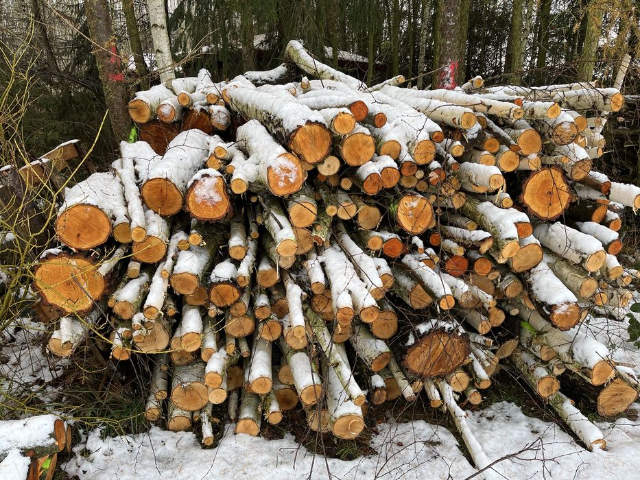 Sprzedam drzewo brzoze