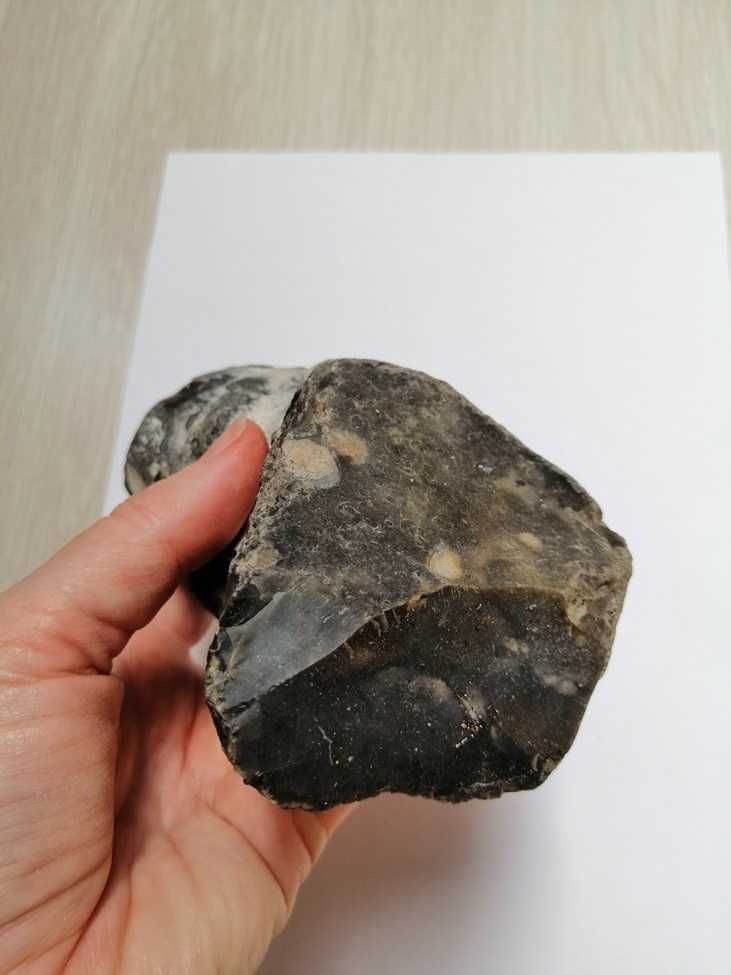 Skamielina, skamieniałość. Rozmiar 12x8 cm, waga 725g.