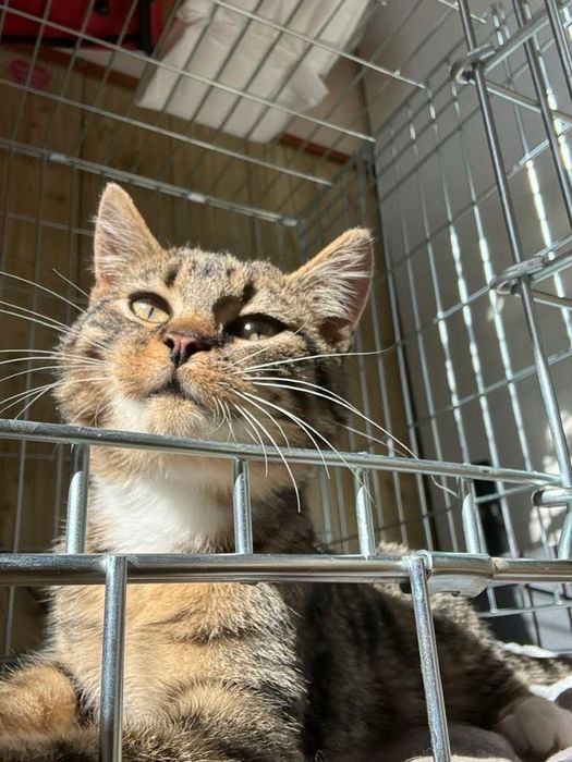 Kociaki do adopcji 1 miesiąc rudy zdrowe od zaraz przytulaste