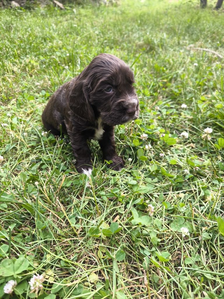 Cocker spaniel angielski - samiec czekoladowy