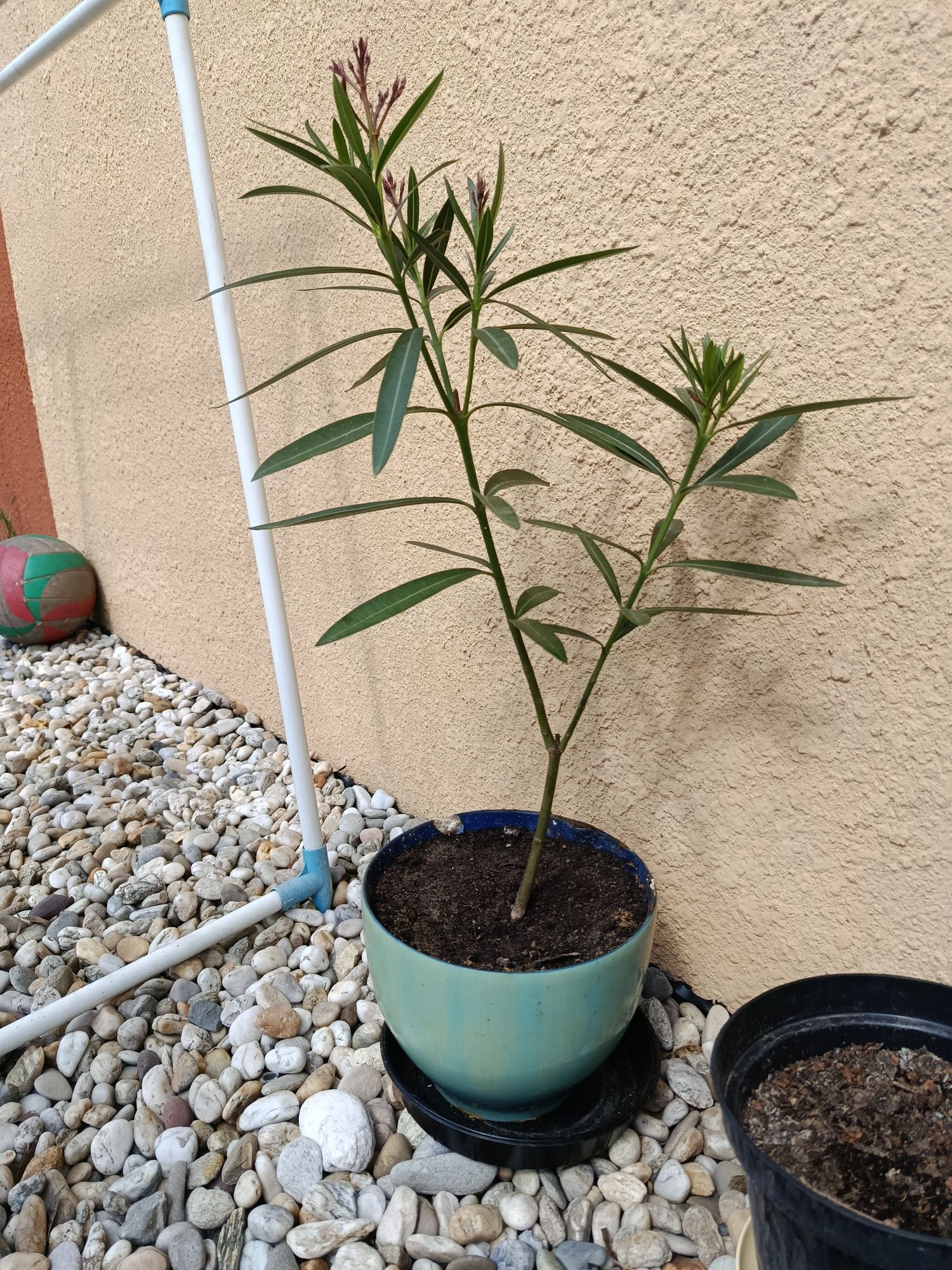 Oleander różowy podwójny