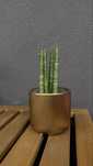 Sansewieria CYLINDRYCZNA Sansevieria WĘŻOWNICA