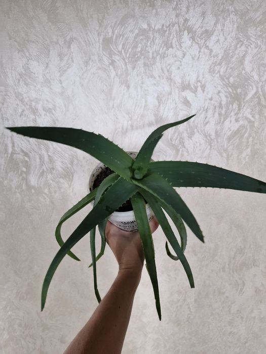 Разные сорта Алоэ. Детки и взрослые растения