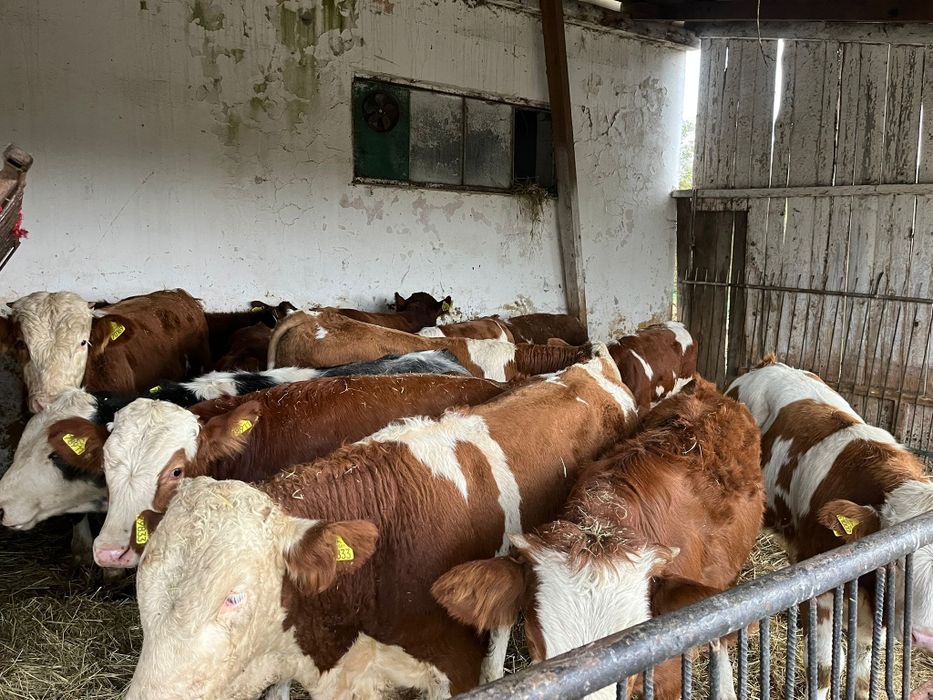 12 byków 250 kg simental