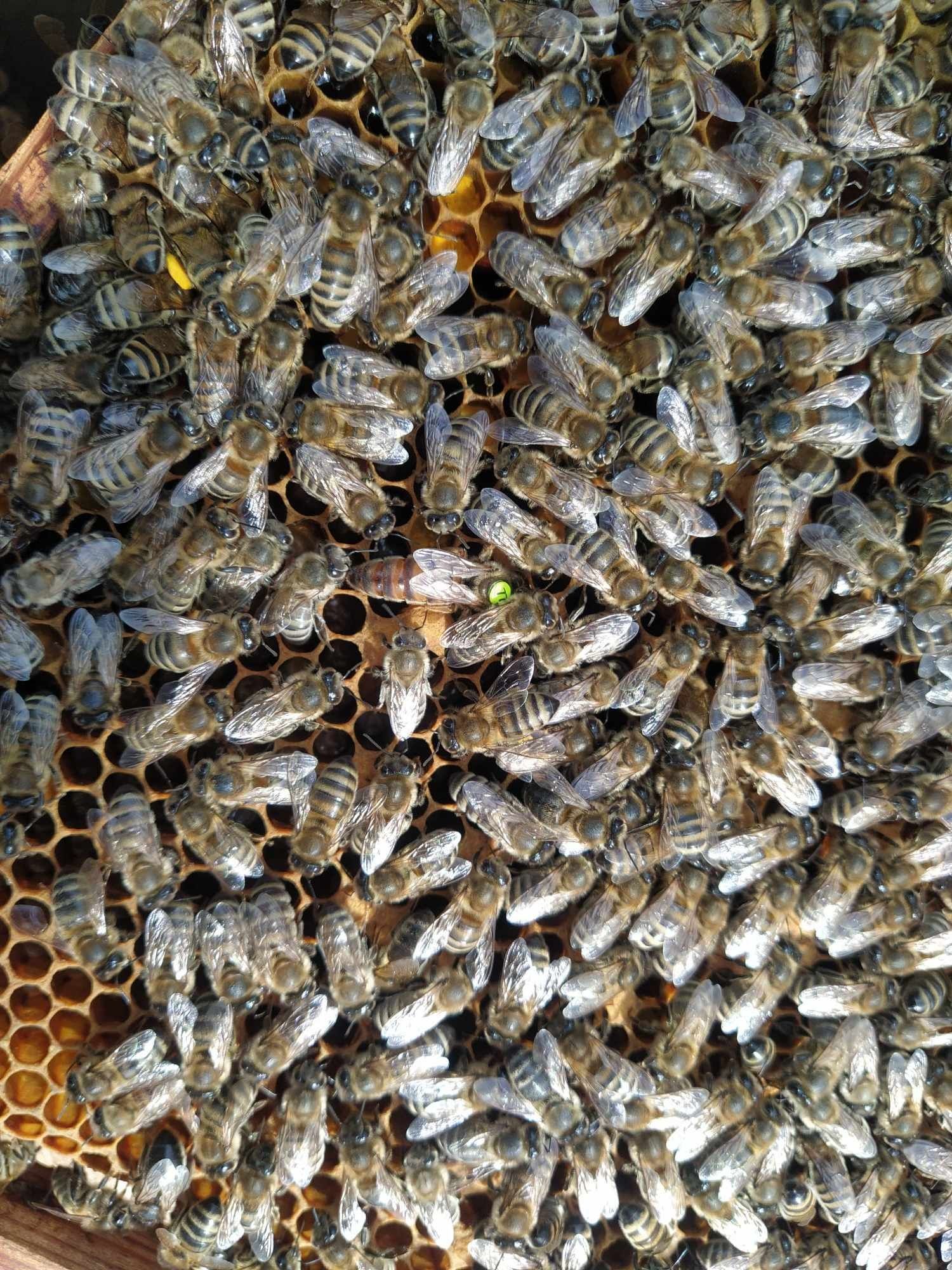 Matki pszczele 2024