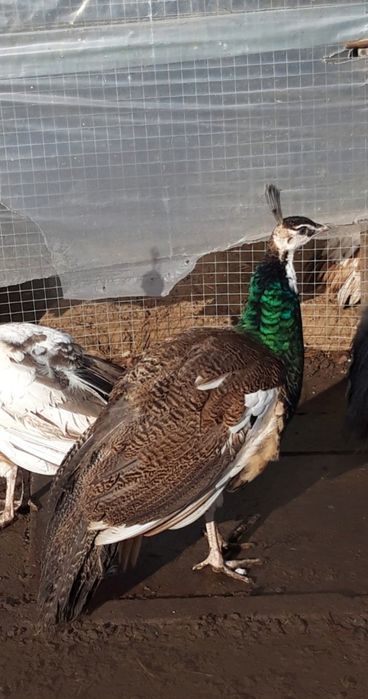 Paw  pawie  kogut  ,  POLECAM