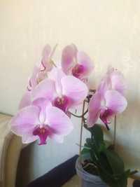 Орхидея мультифлорного типа цветения.