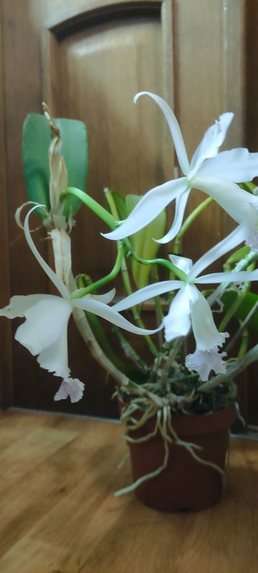 Орхідея. Каттлея Dominiana coerulea × self