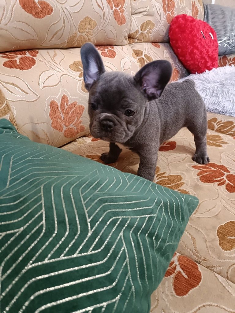 Buldog francuski