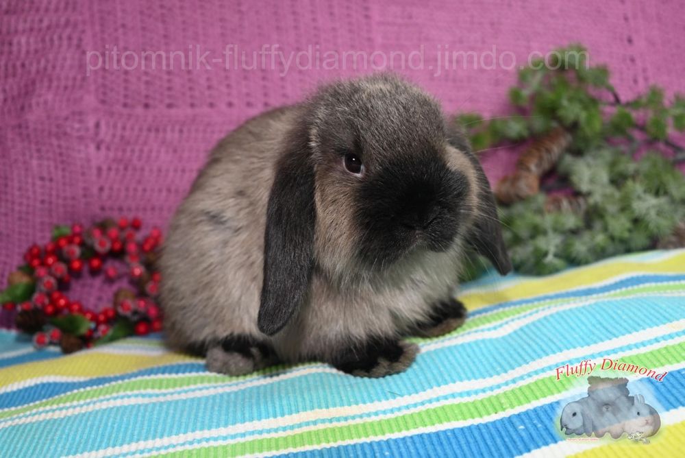 Коричневий мардер. Висловухий кролик рідкісного забарвлення