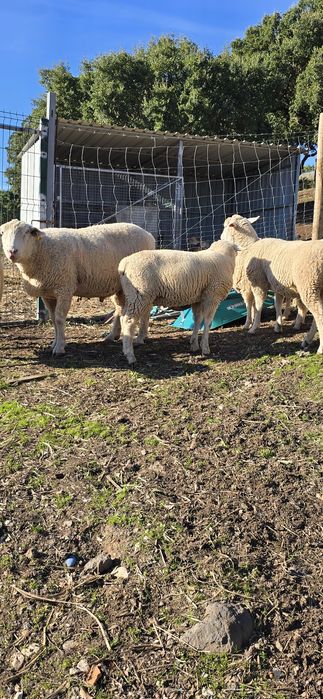 Borregos Il De France