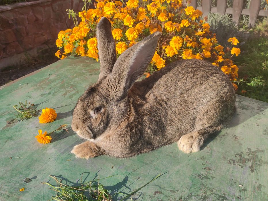 Olbrzym Belgijski samce i samice