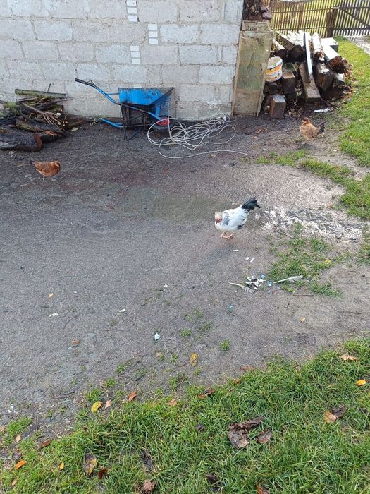 Kogutki ozdobne sprzedam