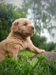 Złoty golden retriever - pies już do odbioru