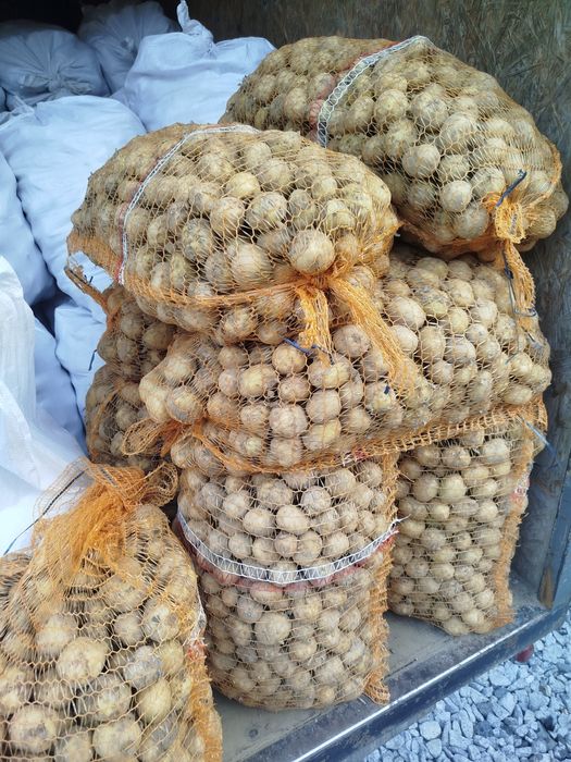 Drobne ziemniaki odpadowe dla zwierzat