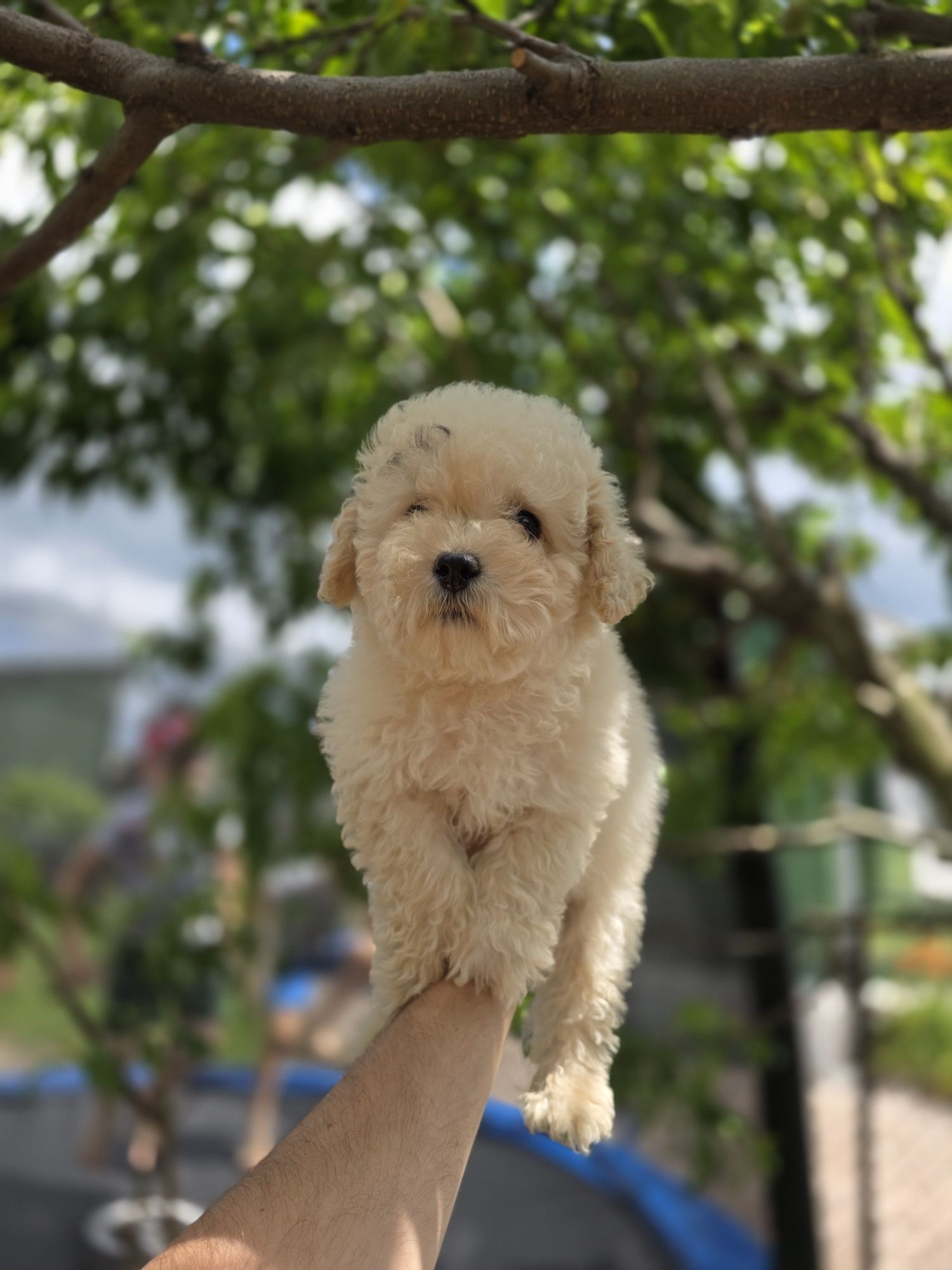 Maltipoo Bichpoo piesek f1