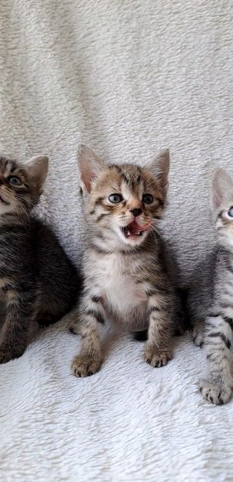 Шотландская короткошерстная девочка
