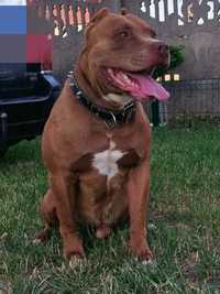 Pit Bull Red Nosse