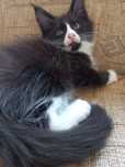 Kocurek Maine Coon