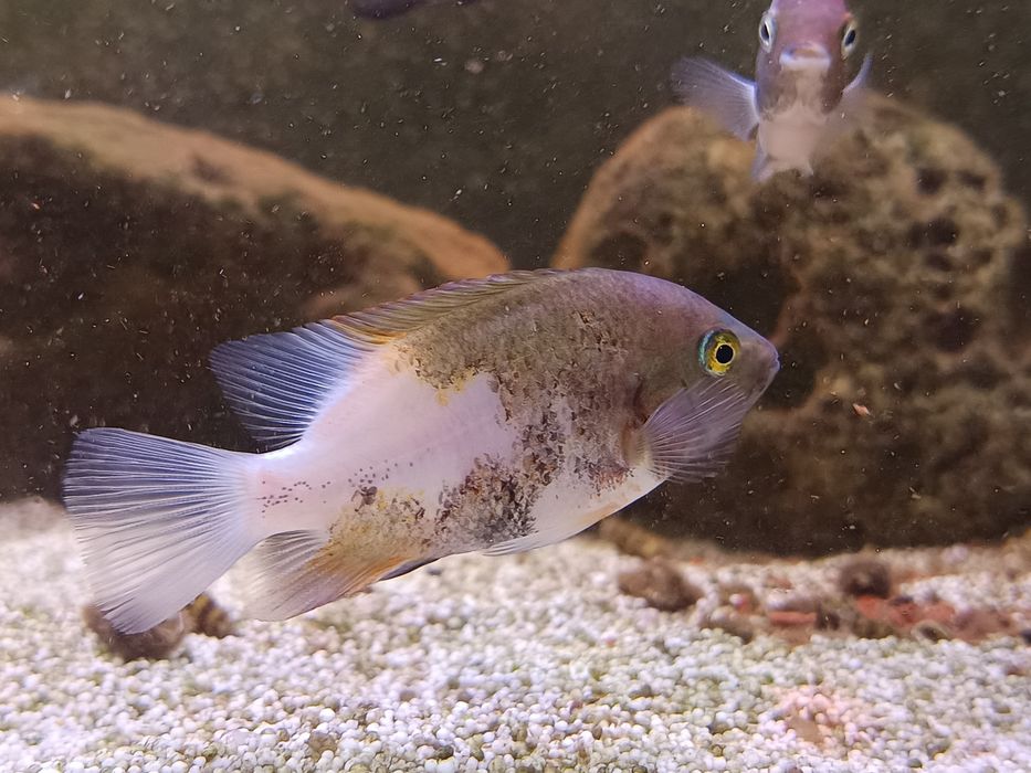 Viejas marble fenestratus