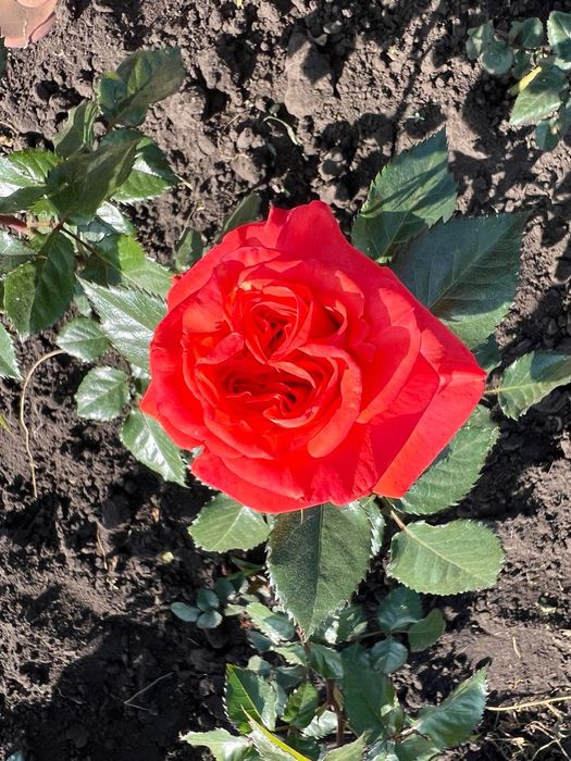 Продам саженцы розы