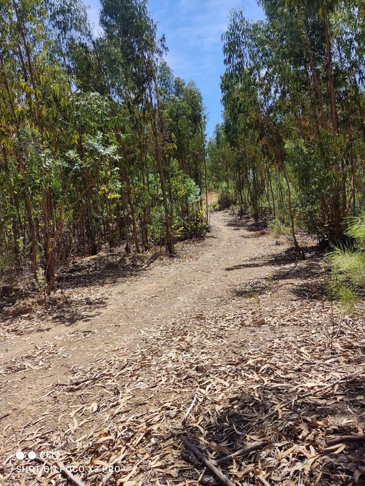 Terreno rústico com 4000 M2 Proença a Nova